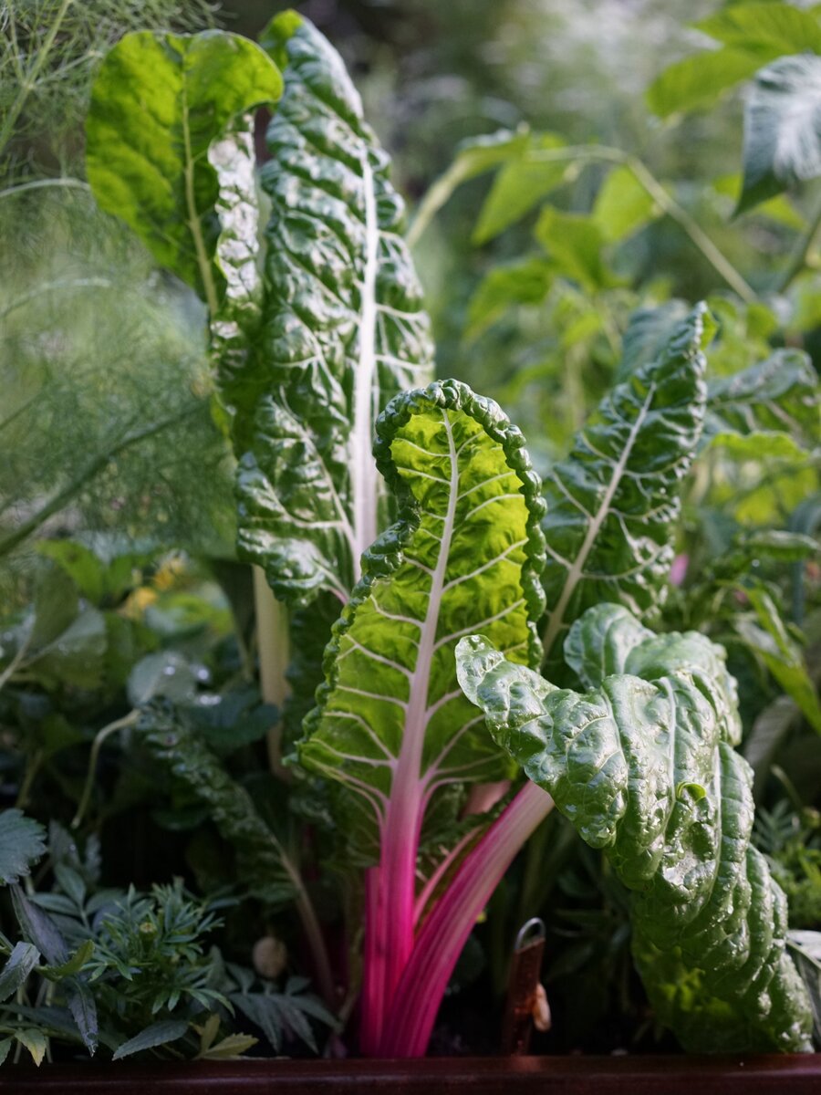 Мангольд – очень красивый овощ. А еще полезный, так что его обязательно нужно посадить в огороде. Или в цветнике. Фото: gardenary.com