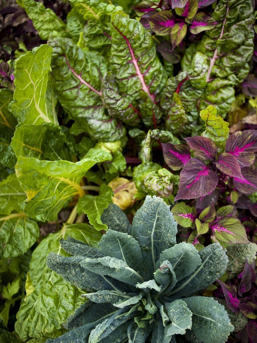 Посмотрите, как эффектно смотрится мангольд в сочетании с колеусами и листовой капустой. Вполне самодостаточная композиция! Фото: gardenary.com