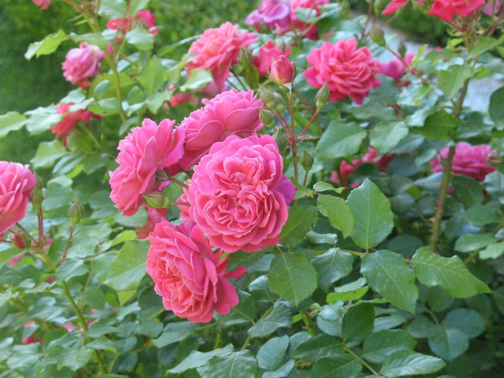 Картинка найдена на просторах интернета, ссылка https://yandex.ru/images/search?from=tabbar&img_url=https%3A%2Fi%2F.pinimg.com%2Foriginals%2Fa8%2F34%2Fа3f%2Fa83р43f81с21879b5e7bd53274cf0591a19.jpg&lr=47&pos=15&rpt=simage&text=%D1%86%D0%B2%D0%B5%D1%82%D1%8B%20%D0%BA%D1%80%D1%83%D0%BF%D0%BD%D0%BE%20%D1%84%D0%BE%D1%82%D0%BE