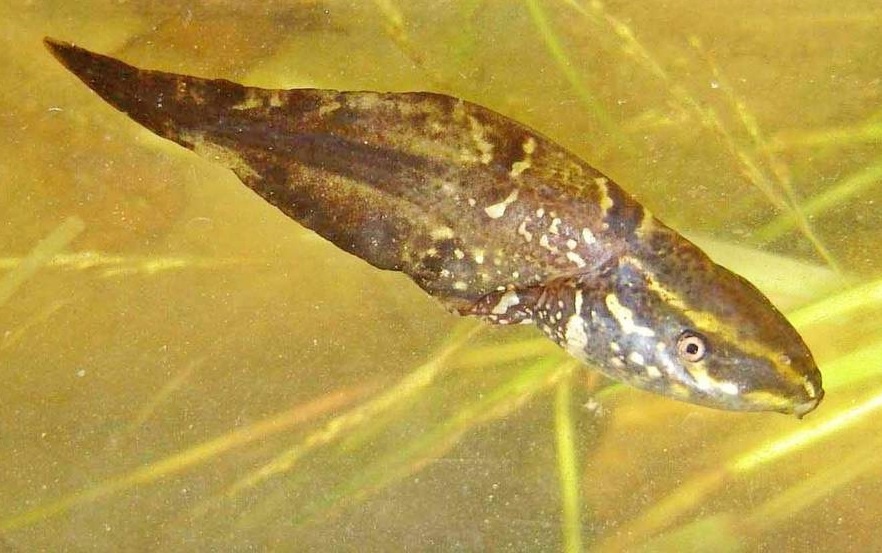 Любопытный факт: головастики парадоксальной лягушки могут оставаться в личиночной стадии до года, если условия среды неблагоприятны для перехода на сушу
