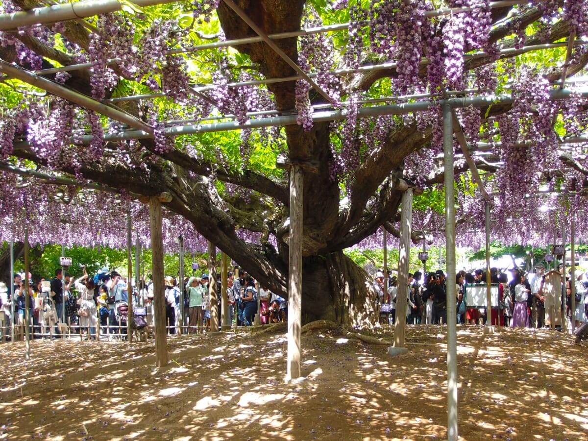 https://grapeejapan.com/wp-content/uploads/HEADERwisteria.jpg