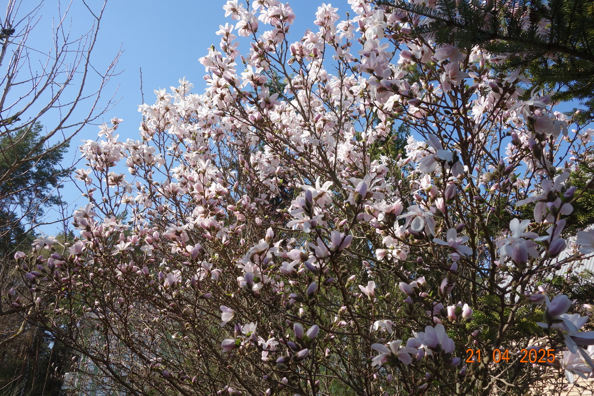 2025 г. Магнолия Лебнера "Leonard Messel"
