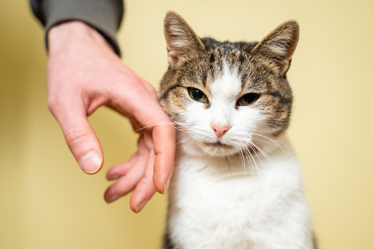 Фото: Frau aus UA/Shutterstock/Fotodom