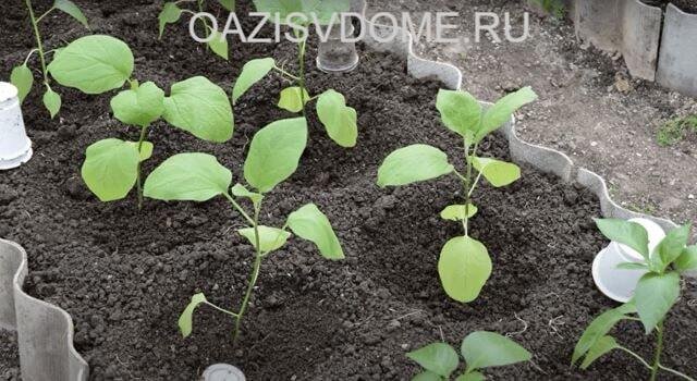 На фото расады баклажнов после высадки в теплицу