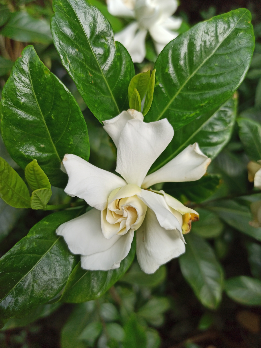 Гардения Жасминовидная, цветение в БСИ ДВО РАН