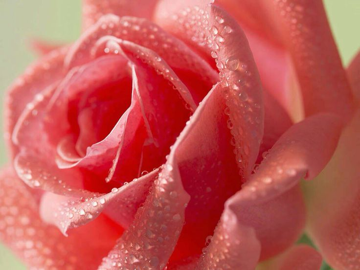 Картинка найдена на просторах интернета, ссылка: https://yandex.ru/images/search?from=tabbar&img_url=https%3A%2F%2Fkartinki.pics%2Fpics%2Fuploads%2Fposts%2F2022-09%2F1663626600_65-kartinkin-net-p-odna-rozovaya-roza-oboi-68.jpg&lr=103814&pos=26&rpt=simage&text=%D1%86%D0%B2%D0%B5%D1%82%D1%8B%20%D0%BA%D1%80%D1%83%D0%BF%D0%BD%D1%8B%D0%BC%20%D0%BF%D0%BB%D0%B0%D0%BD%D0%BE%D0%BC