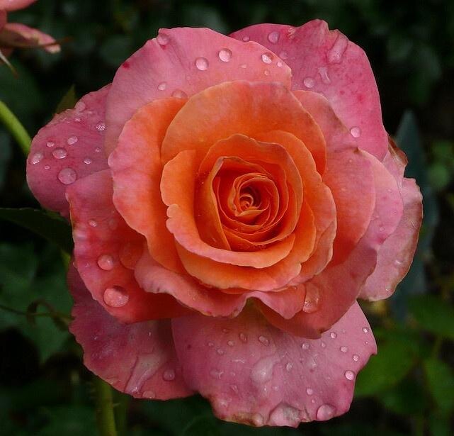 Картинка найдена на просторах интернета, ссылка https://yandex.ru/images/search?from=tabbar&img_url=https%3A%2Fi%2F.pinimg.com%2Foriginals%2Fa8%2F34%2Fа3f%2Fa83р43f81с28790b5e7bd53274cf0591a19.jpg&lr=47&pos=15&rpt=simage&text=%D1%86%D0%B2%D0%B5%D1%82%D1%8B%20%D0%BA%D1%80%D1%83%D0%BF%D0%BD%D0%BE%20%D1%84%D0%BE%D1%82%D0%BE