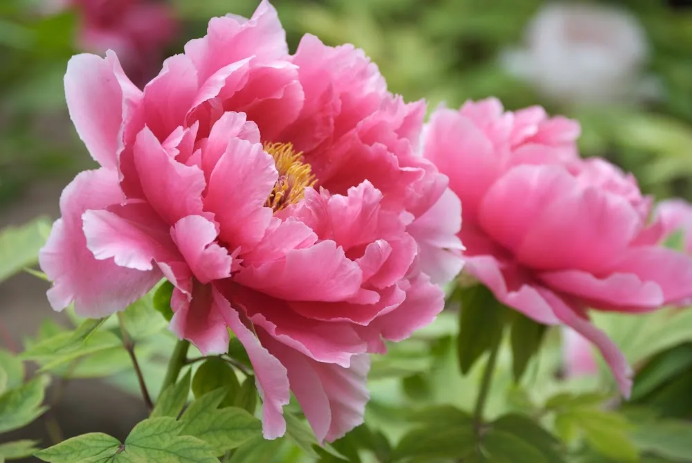 Картинка найдена на просторах интернета, ссылка: https://yandex.ru/images/search?from=tabbar&img_url=https%3A%2F%2Fdubabah.club%2Fuploads%2Fposts%2F2023-07%2F1690002388_dubabah-club-p-pion-arktika-vkontakte-12.jpg&lr=103814&p=2&pos=26&rpt=simage&text=%D1%81%D0%B0%D0%B4%D0%BE%D0%B2%D1%8B%D0%B5%20%D1%86%D0%B2%D0%B5%D1%82%D1%8B%20%D0%BA%D1%80%D1%83%D0%BF%D0%BD%D1%8B%D0%BC%20%D0%BF%D0%BB%D0%B0%D0%BD%D0%BE%D0%BC%20%D0%B6%D0%B8%D0%B2%D1%8B%D0%B5%20%D1%84%D0%BE%D1%82%D0%BE