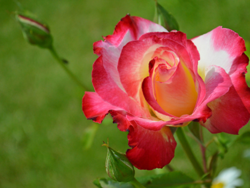 Картинка найдена на просторах интернета, ссылка: https://yandex.ru/images/search?from=tabbar&img_url=http%3A%2F%2Fimg.goodfon.com%2Foriginal%2F800x600%2Ff%2F44%2Froza-butony-lepestki-makro-5401.jpg&lr=103814&p=2&pos=7&rpt=simage&text=%D1%81%D0%B0%D0%B4%D0%BE%D0%B2%D1%8B%D0%B5%20%D1%86%D0%B2%D0%B5%D1%82%D1%8B%20%D0%BA%D1%80%D1%83%D0%BF%D0%BD%D1%8B%D0%BC%20%D0%BF%D0%BB%D0%B0%D0%BD%D0%BE%D0%BC%20%D0%B6%D0%B8%D0%B2%D1%8B%D0%B5%20%D1%84%D0%BE%D1%82%D0%BE