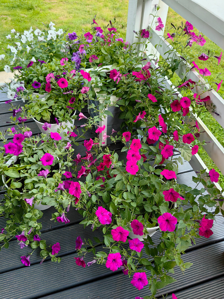 Ампельная петуния Тайдео Вэйв Черри