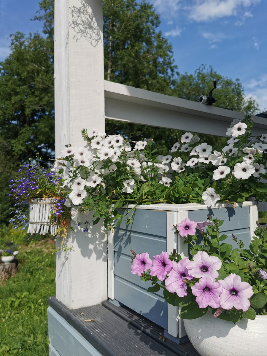 В ящиках - ампельная пения Тайдел Вэйв Сильвер. Рядом в горшке - каскадная Шок Вэйв Пинк Вайн