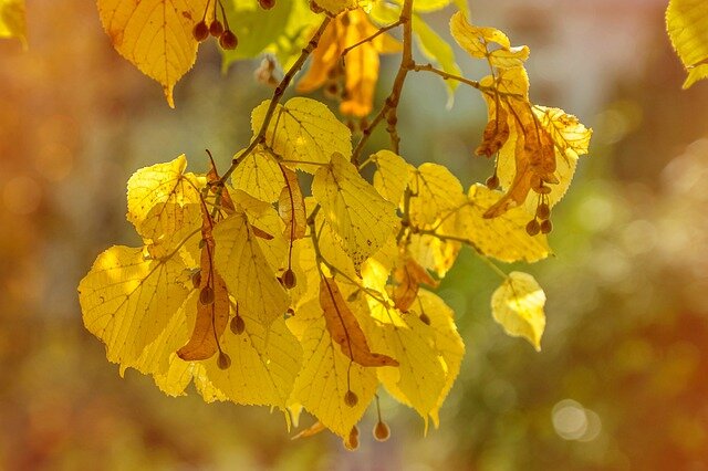 Фото: pixabay.com