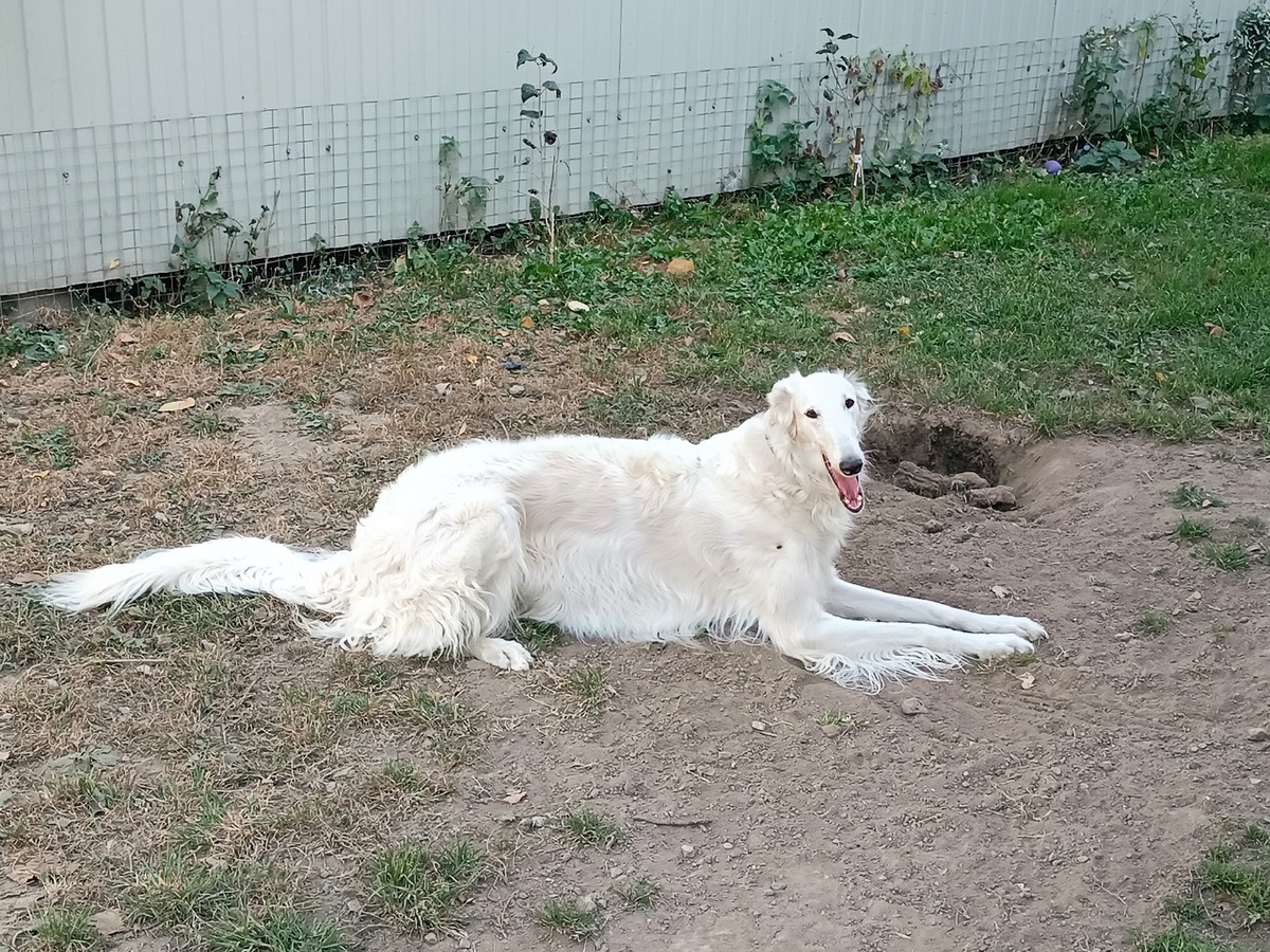 РПБ любят и умеют копать)