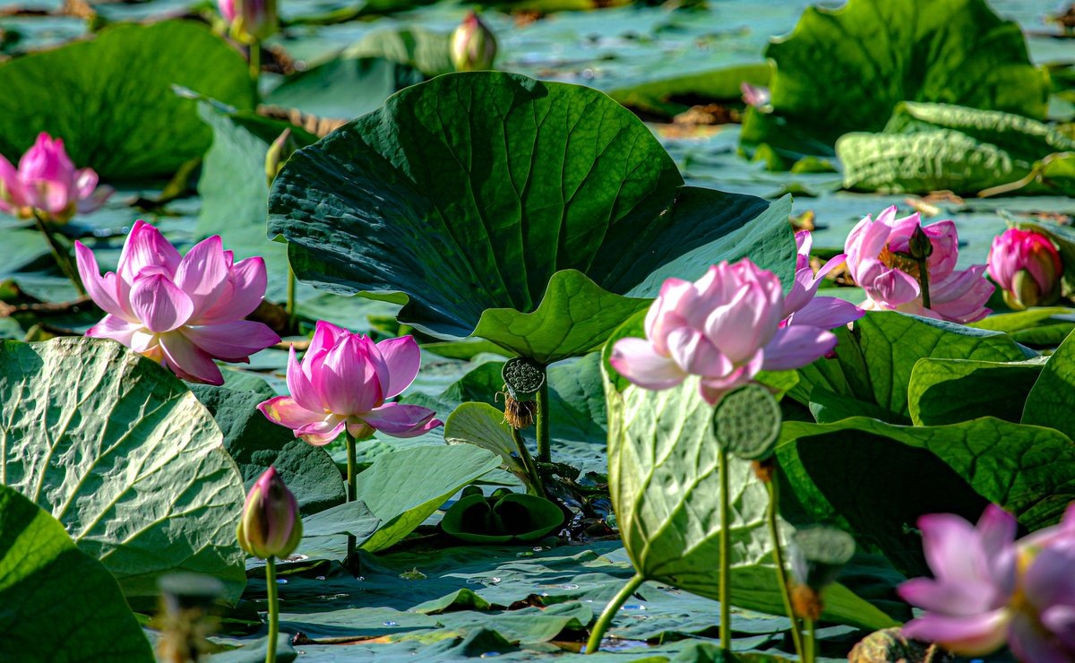 Картинка найдена на просторах интернета, ссылка https://yandex.ru/images/search?from=tabbar&img_url=https%3A%2Fi%2F.pinimg.com%2Foriginals%2Fa8%2F34%2Fа3f%2Fa83р43f81с2879b5e7bd537274cf0591a19.jpg&lr=47&pos=15&rpt=simage&text=%D1%86%D0%B2%D0%B5%D1%82%D1%8B%20%D0%BA%D1%80%D1%83%D0%BF%D0%BD%D0%BE%20%D1%84%D0%BE%D1%82%D0%BE