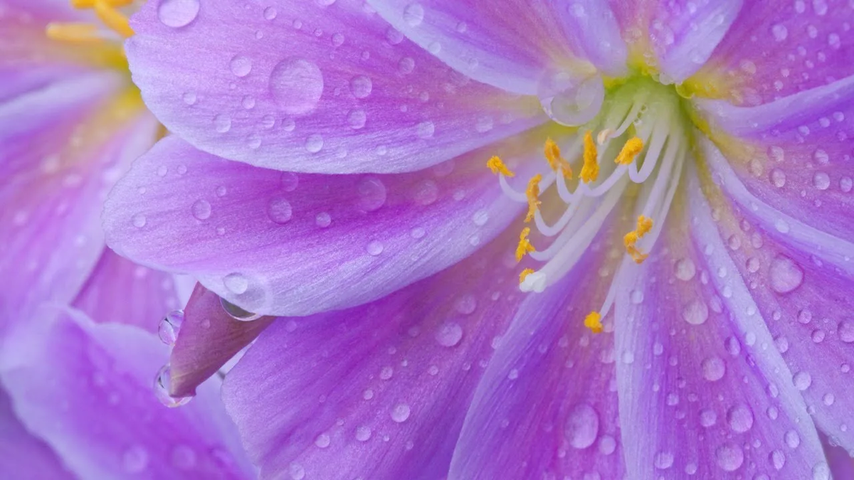 Картинка найдена на просторах интернета, ссылка: https://yandex.ru/images/search?from=tabbar&img_url=https%3A%2F%2Fbalthazar.club%2Fuploads%2Fposts%2F2023-09%2F1694755983_balthazar-club-p-kapli-na-tsvetakh-oboi-46.jpg&lr=103814&p=2&pos=1&rpt=simage&text=%D1%86%D0%B2%D0%B5%D1%82%D1%8B%20%D0%B6%D0%B8%D0%B2%D1%8B%D0%B5%20%D0%BA%D1%80%D1%83%D0%BF%D0%BD%D1%8B%D0%BC%20%D0%BF%D0%BB%D0%B0%D0%BD%D0%BE%D0%BC%20%D1%84%D0%BE%D1%82%D0%BE