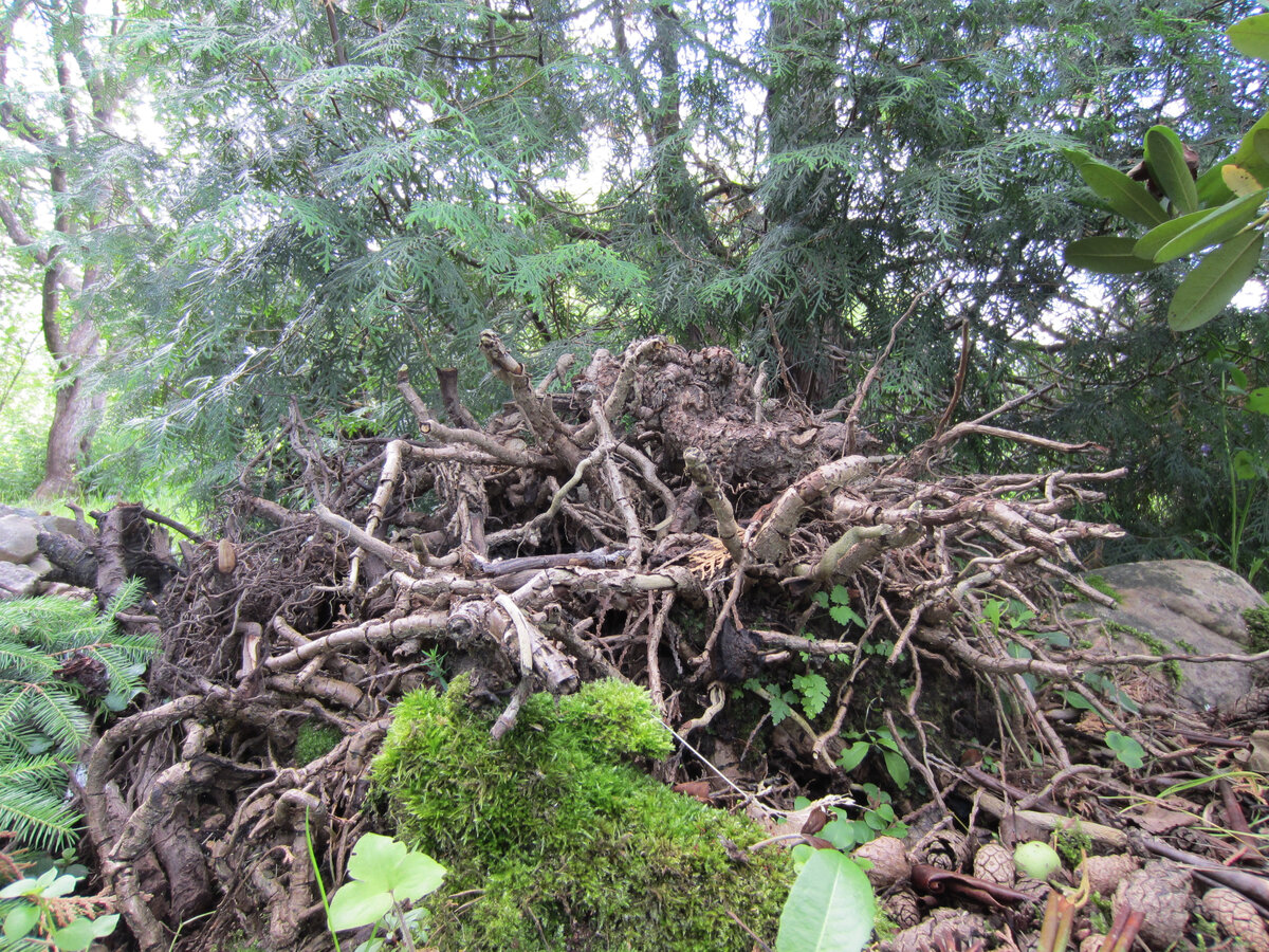 Коряги у нас всегда лежат рядом с рододендроном. Рододендрону нравится. Не просто так ведь он уже высотой 2,5 м?!