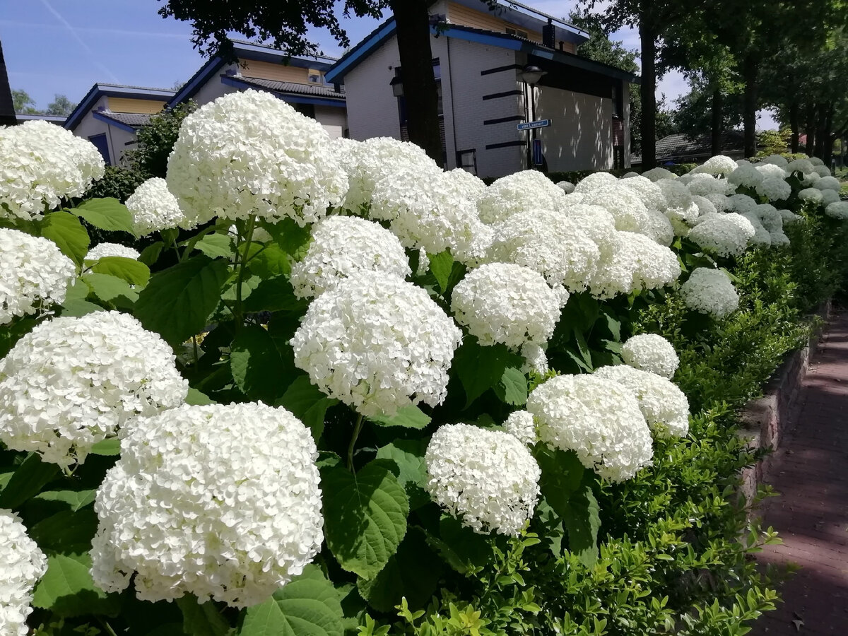 Гортензия. Цветы из гофрированной бумаги своими руками / DIY Crepe paper flowers Hydrangea