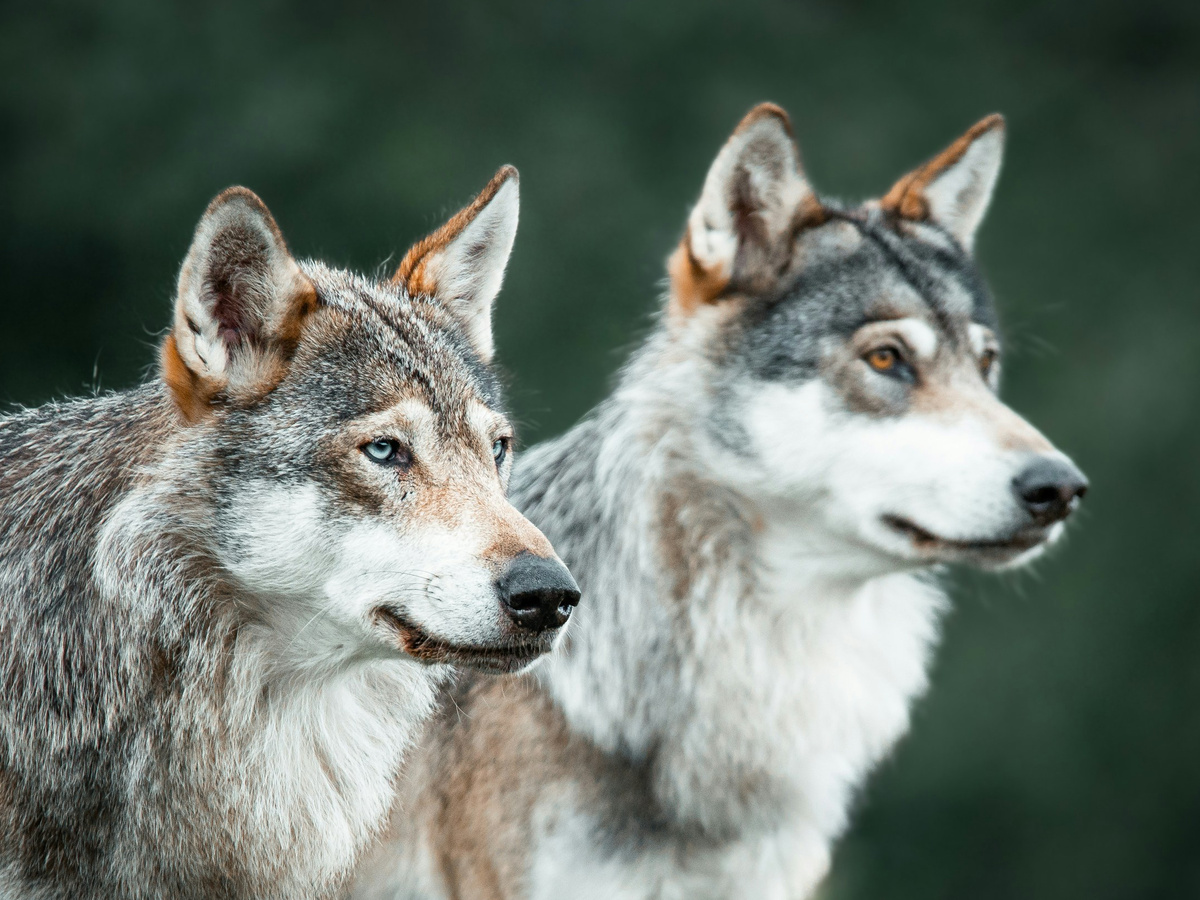 Frida Lannerström, Unsplash
