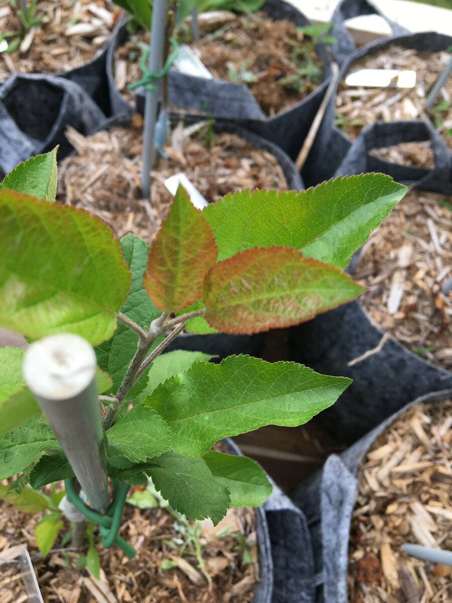 Фото: growingfruit.org