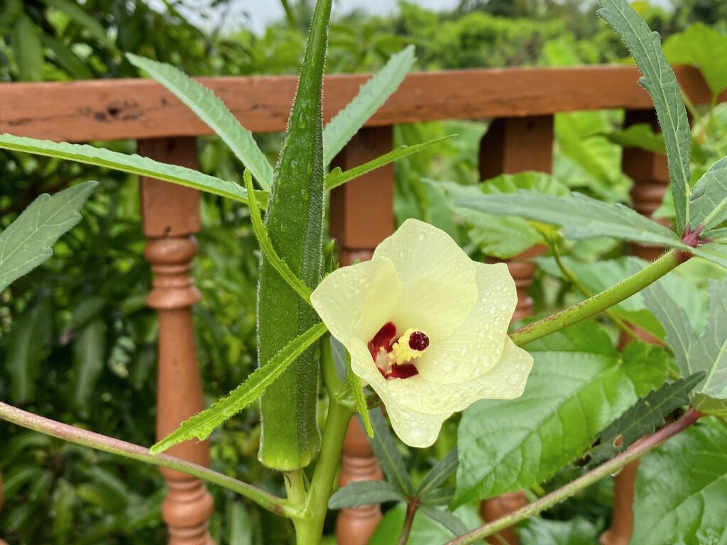 Цветок бамии. Фото: tradgardsdags.nu
