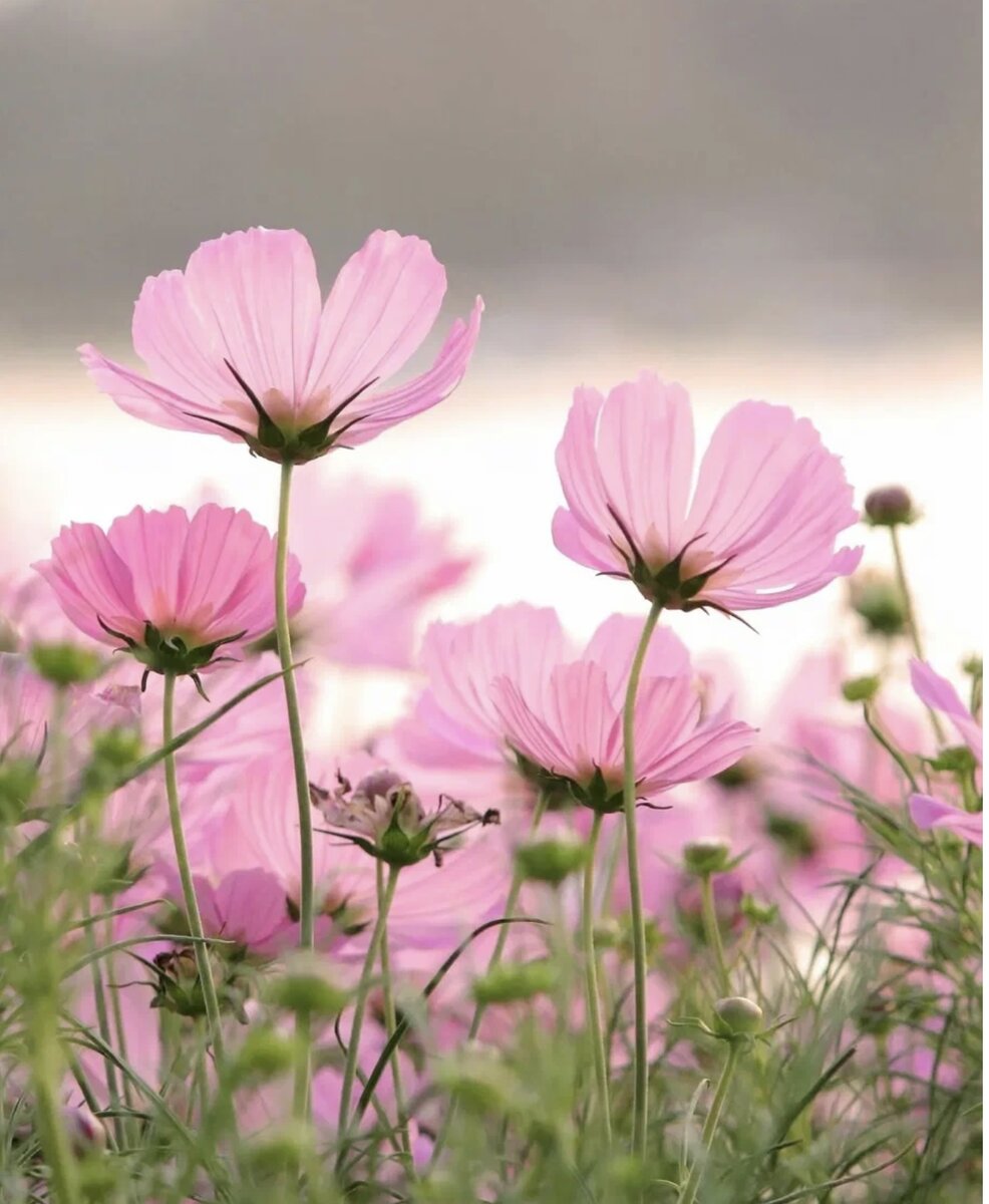 Фотография взята из открытого источника