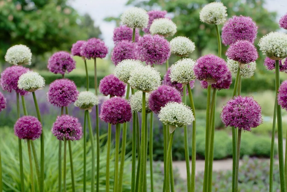 Лук голландский, но, может, и не совсем он, фото из Интернета