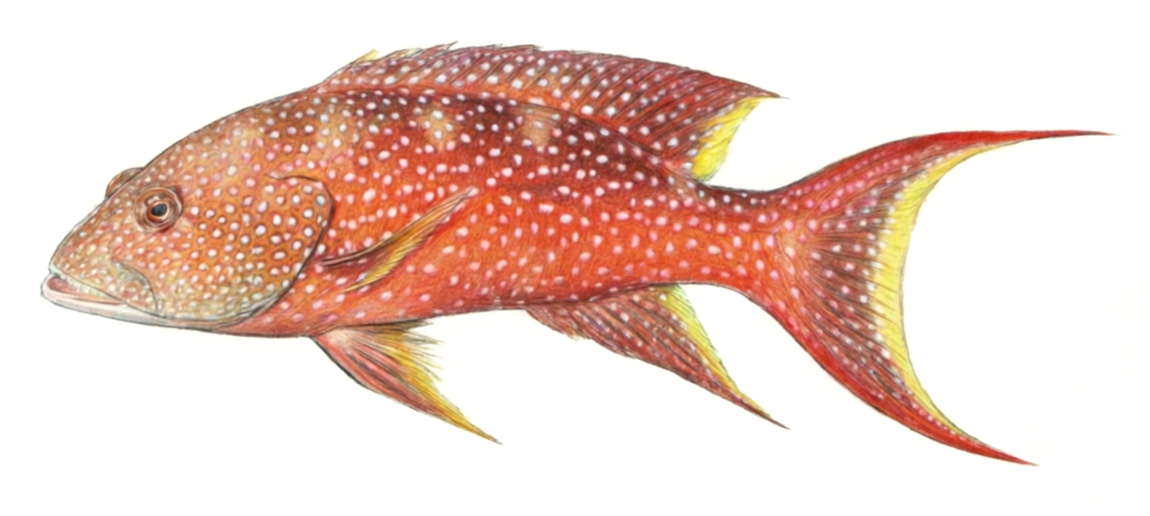 Variola louti