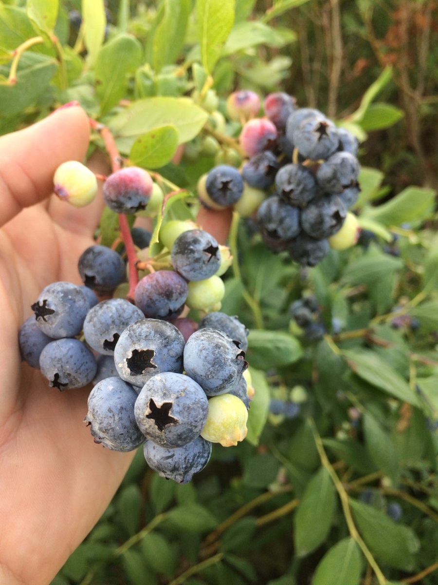 Дюк на нашей исследовательской плантации.