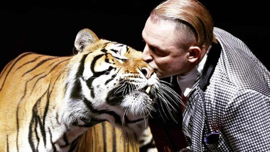 Дрессировщики тигров братья запашные. Цирк братьев запашных тигры. Эдгард запашный дрессировщик. Тигры запашных. Тигр рикки запашных.