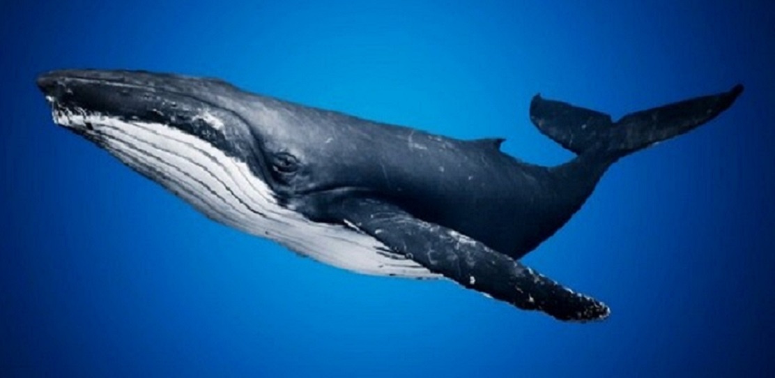 КИТ-ГОРБАЧ. (Яндекс Картинки\фоток42.ру)