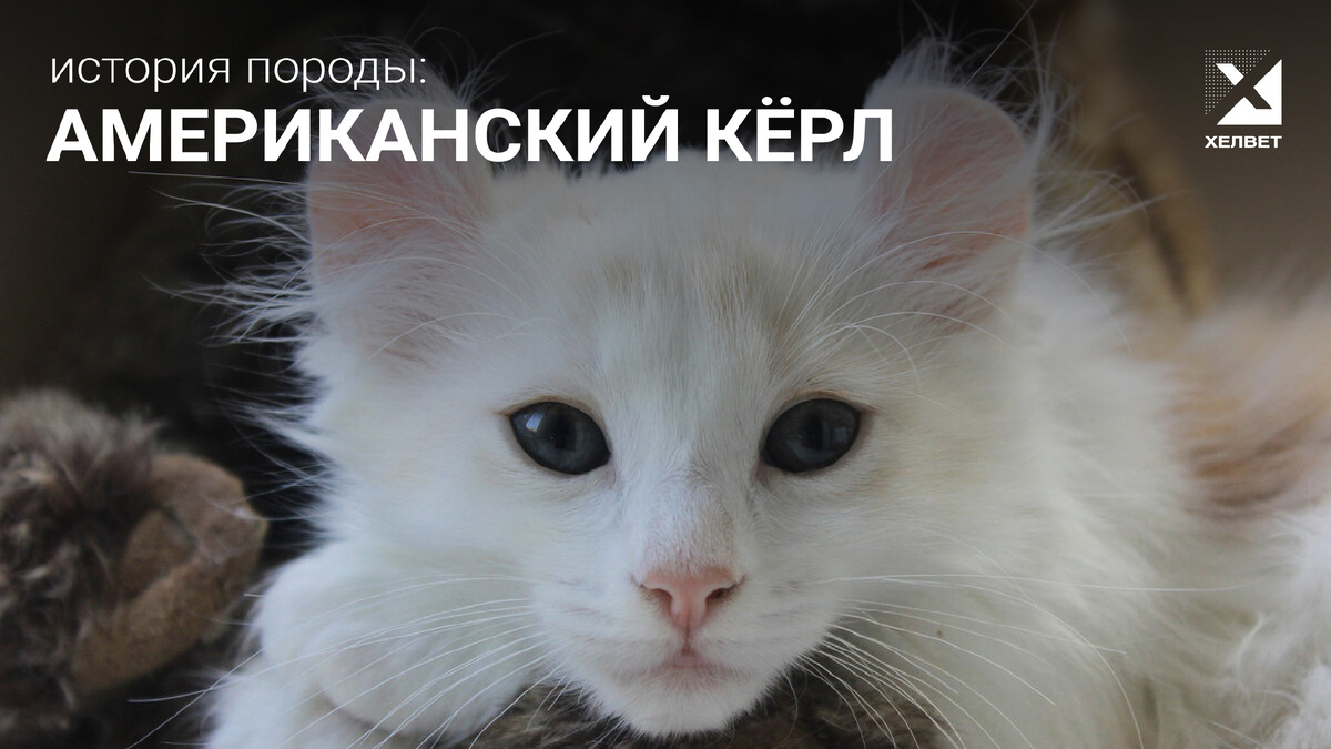 Изображение Chicsweet с сайта Pixabay.