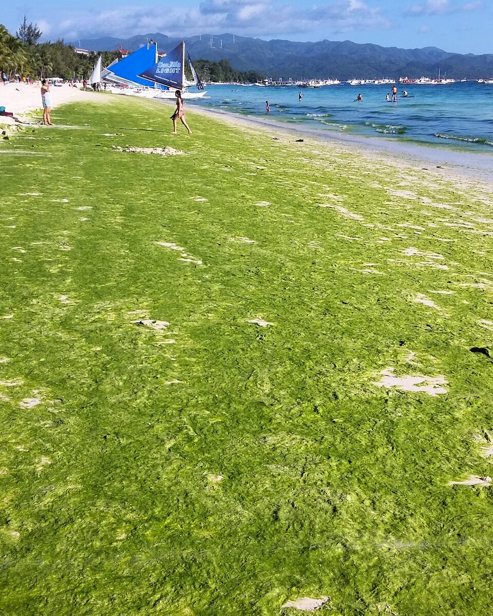 Цветущее море и зеленый Белый пляж (листайте фотогалерею)