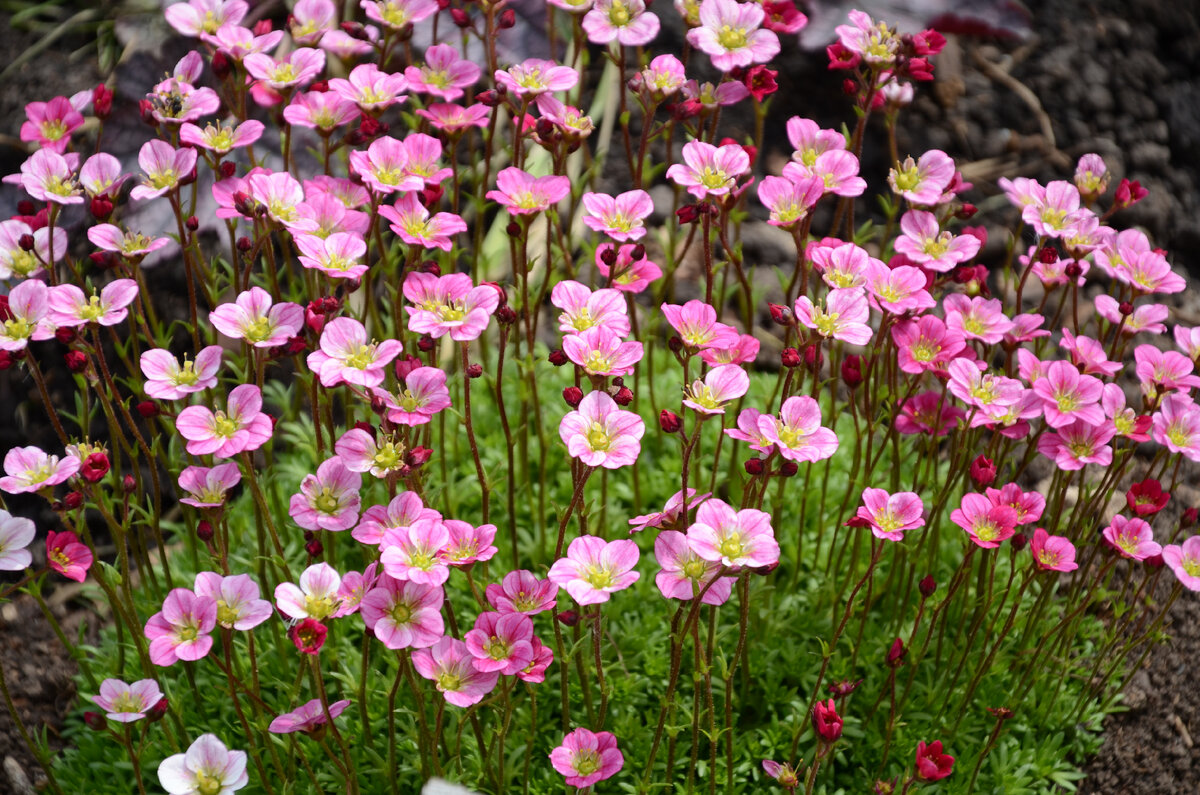 Цветет камнеломка