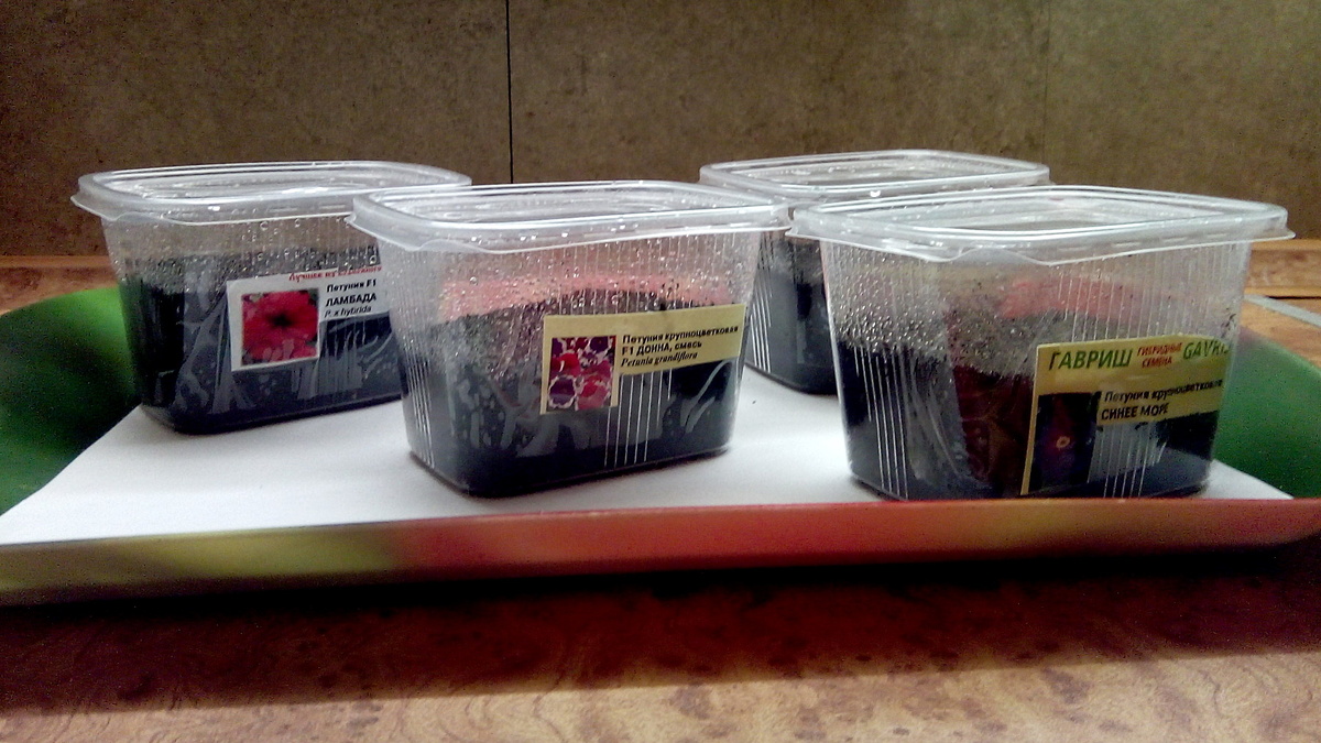 Посеянные семена петунии