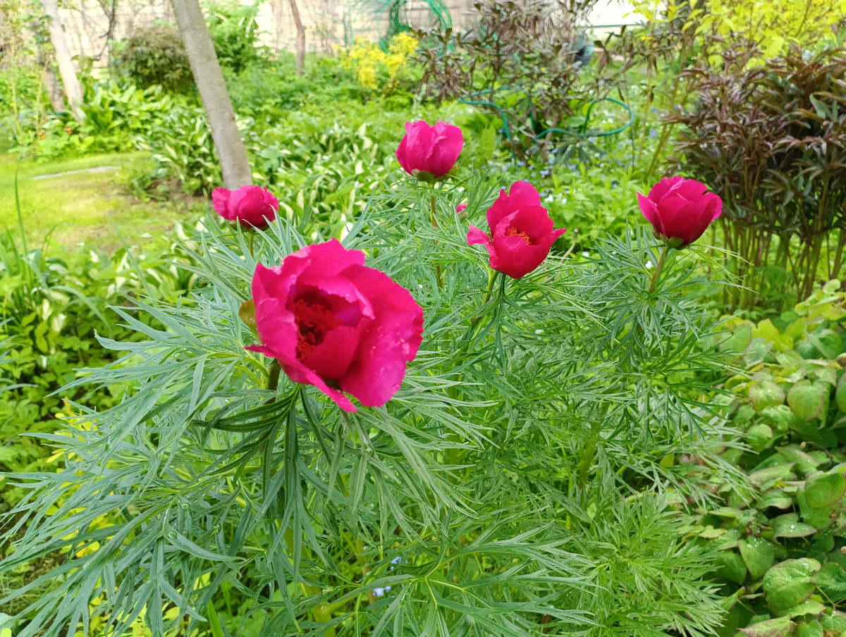 Пион Марьин корень