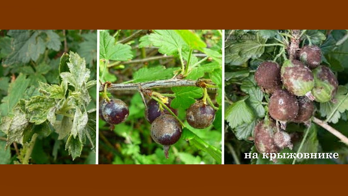 Лист покрывается белым мучнистым налетом. Ягоды - нестираемой серой корочкой