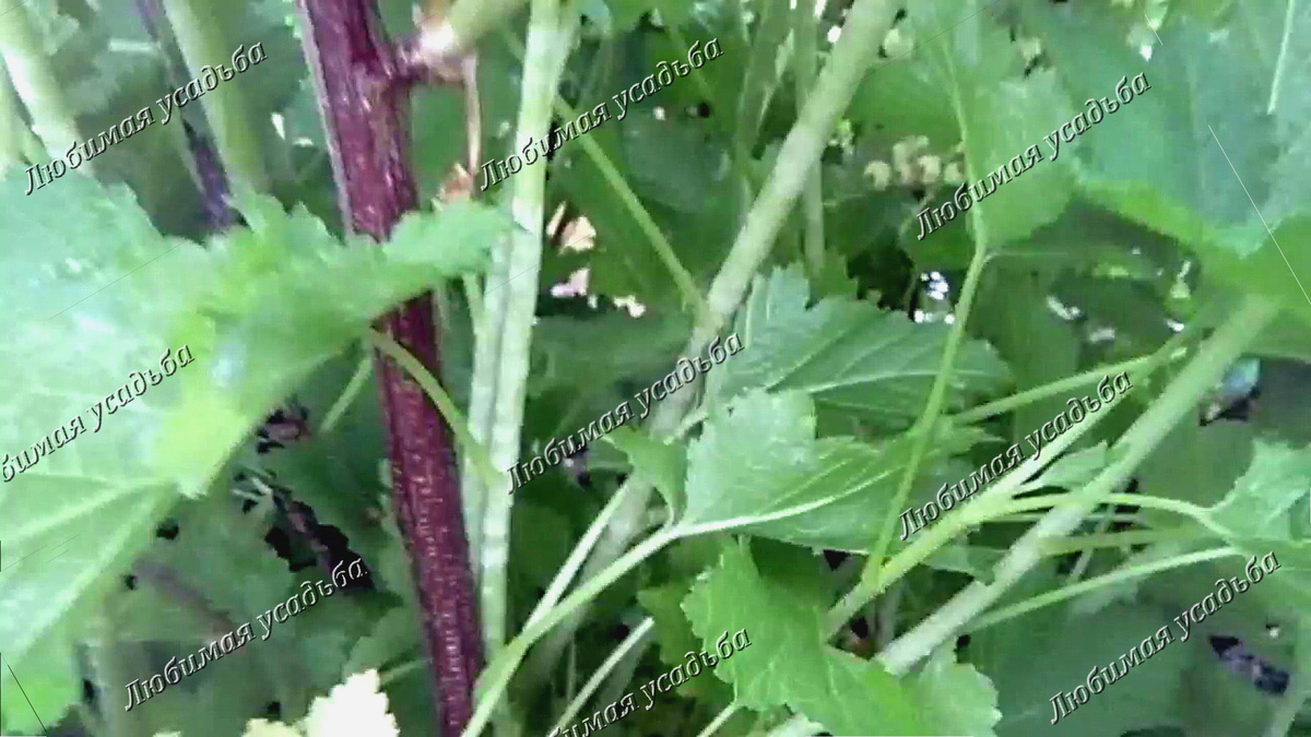 Первыми поражаются нулевые побеги  внутри куста.