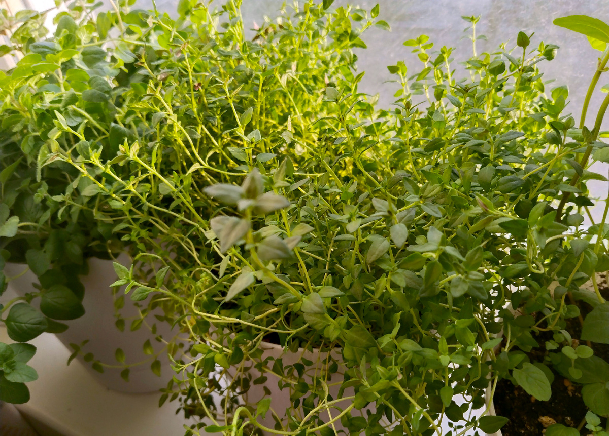 Мой кухонный огород пряных трав. 23.04.2025