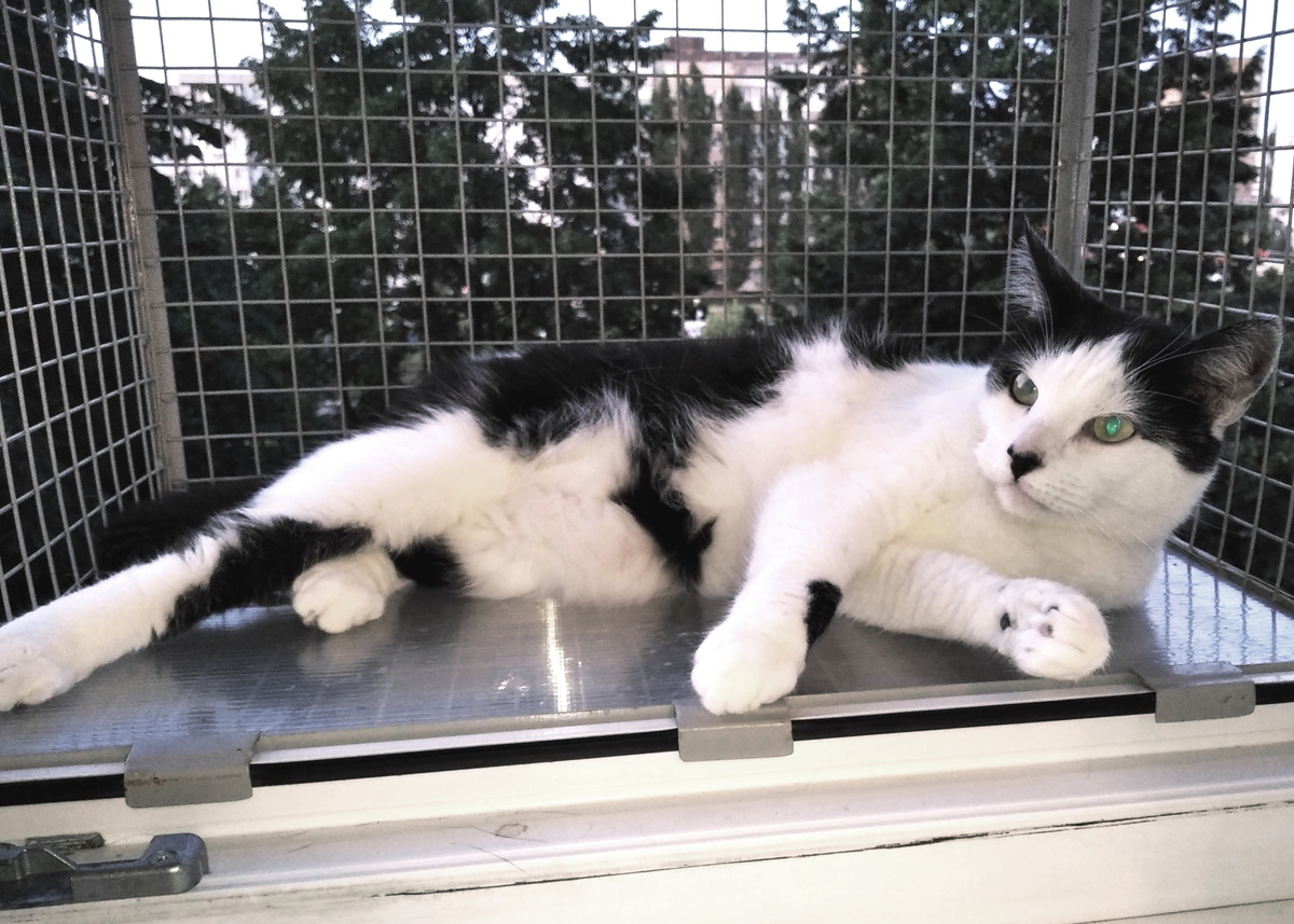 Яся ловит вечерний ветерок