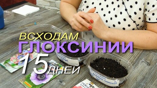 УХОД за 15-дневными всходами ГЛОКСИНИИ!