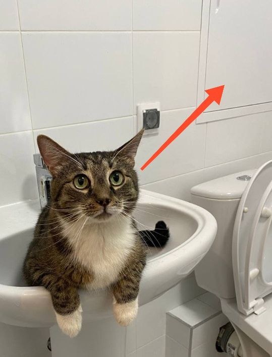 Кот бесподобен! Фото из чата