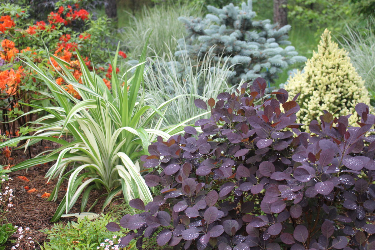 Наш сад в июне