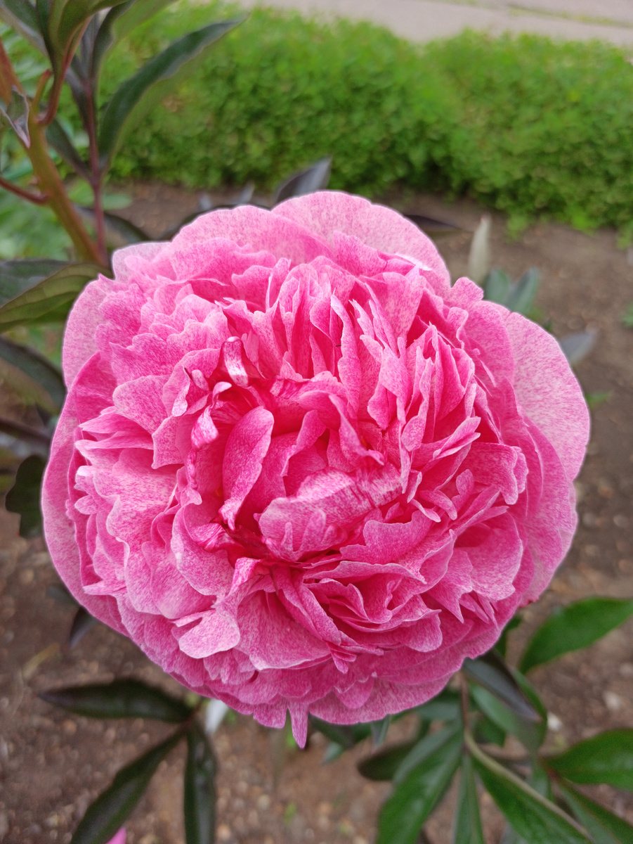 Фото цветения пионов из Ботанического сада-института ДВО РАН г. Владивостока