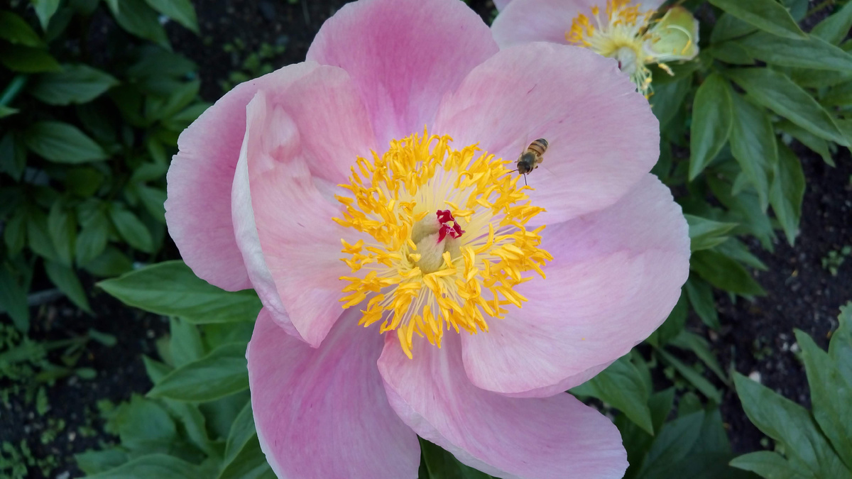 Фото цветения пионов из Ботанического сада-института ДВО РАН г. Владивостока