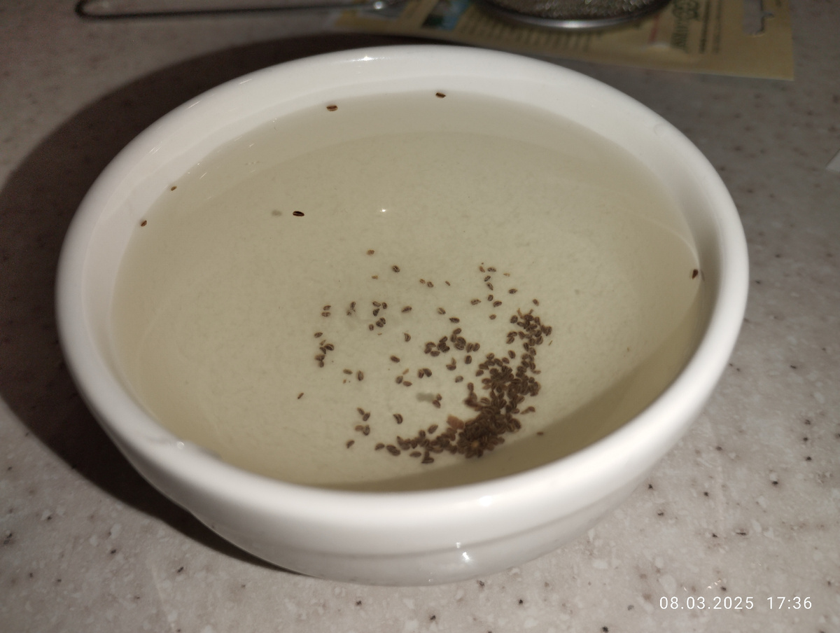 Замачивание семян сельдерея