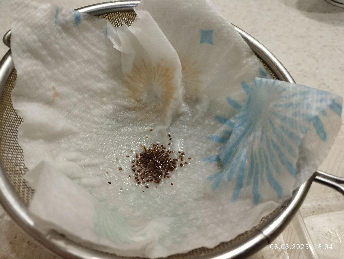 Замачивание семян сельдерея