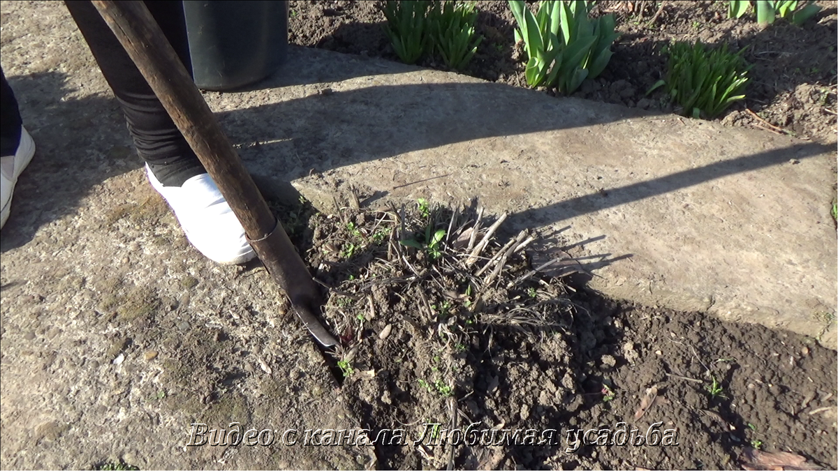 Выкапываю стареющий куст лиатриса