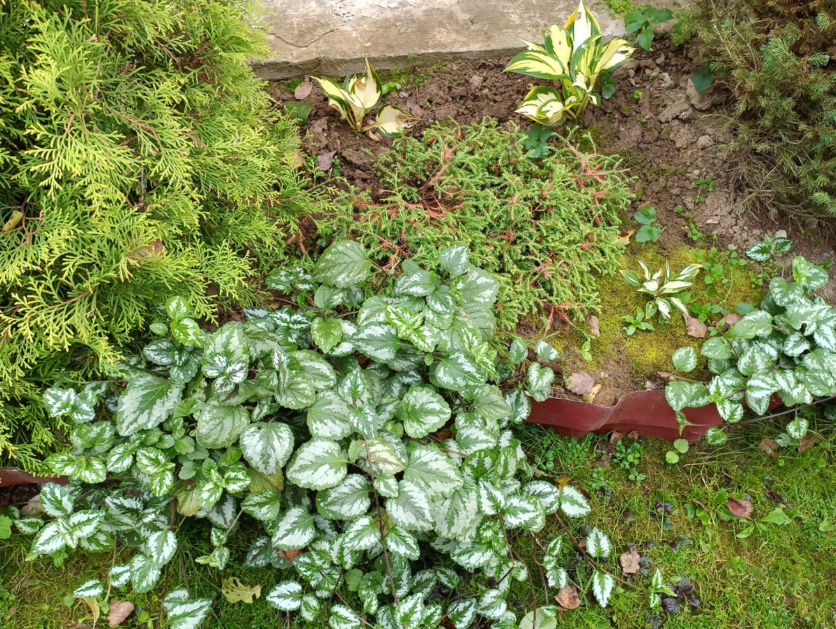 Зеленчук / Яснотка зеленчуковая Флорентинум (Lamiastrum galeobdolon Florentinum)
