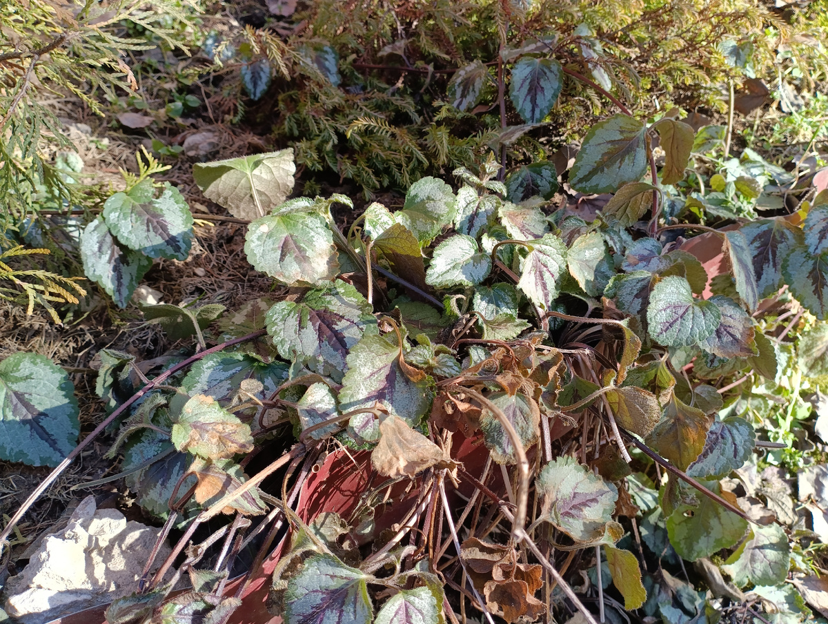 Зеленчук / Яснотка зеленчуковая Флорентинум (Lamiastrum galeobdolon Florentinum) после оттаивания снега весной
