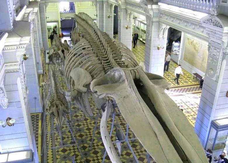 Скелет Синего кита